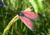 Zygaena sp.